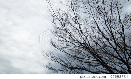 照片_植物材料_01 96698784