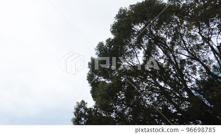 照片_植物材料_02 96698785