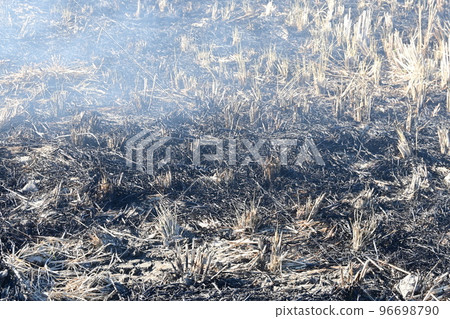 Warayaki after harvest Warayaki after harvest 96698790