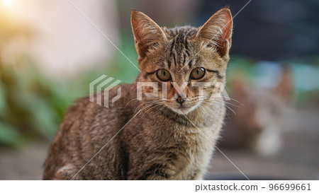 A cat looking into the camera. portrait of a grey cat with stripes laying on a ground. A cat looking into the camera. portrait of a grey cat with stripes laying on a ground. 96699661