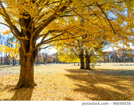 Beautiful scenery of autumn leaves Ginkgo yellow leaves shining in the morning sun Beautiful scenery of autumn leaves Ginkgo yellow leaves shining in the morning sun 96699836