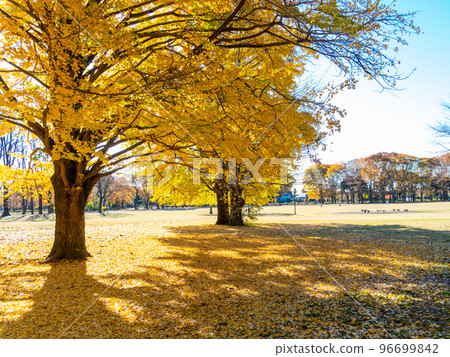 Beautiful scenery of autumn leaves Ginkgo yellow leaves shining in the morning sun Beautiful scenery of autumn leaves Ginkgo yellow leaves shining in the morning sun 96699842