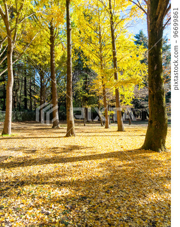 秋葉的美麗風景銀杏黃葉在晨光中閃耀 秋葉的美麗風景銀杏黃葉在晨光中閃耀 96699861