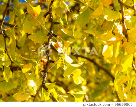 秋葉的美麗風景銀杏黃葉在晨光中閃耀 秋葉的美麗風景銀杏黃葉在晨光中閃耀 96699863