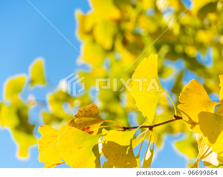 秋葉的美麗風景銀杏黃葉在晨光中閃耀 秋葉的美麗風景銀杏黃葉在晨光中閃耀 96699864