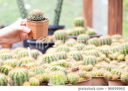 Hand of female gardener hold pot of cactus with other plant in garden background 96699968