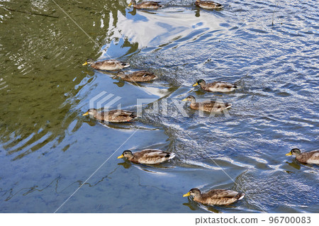 A raft of ducks swimming on a river A raft of ducks swimming on a river 96700083