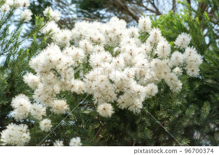 盛開的澳洲茶樹 盛開的澳洲茶樹 96700374