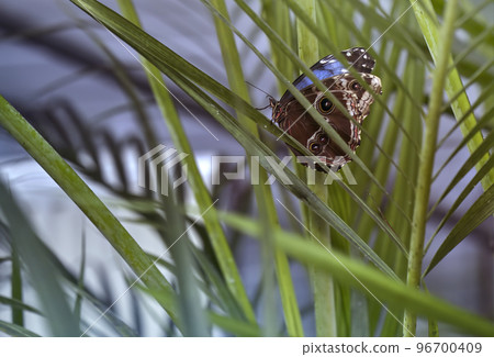 Banana butterfly, caligo memnon, hiding behind the thin green leaves of a holly tree Banana butterfly, caligo memnon, hiding behind the thin green leaves of a holly tree 96700409