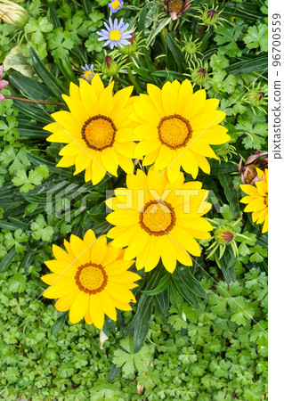 Blooming Medallion Chrysanthemum Blooming Medallion Chrysanthemum 96700559