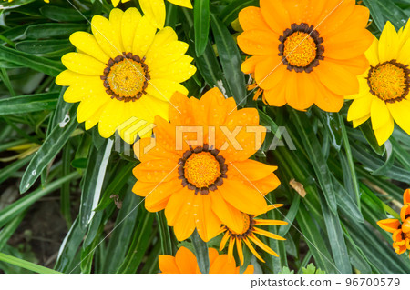 盛開的勳章菊 96700579