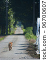 夏天在鄉間小路上遛狗 96700607