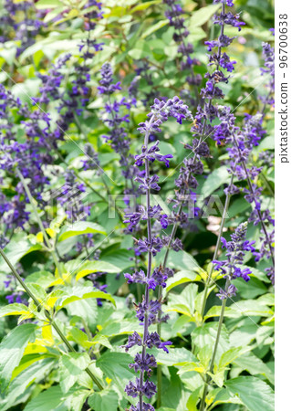 blooming calyx sage blooming calyx sage 96700638