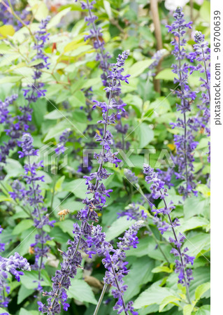 blooming calyx sage blooming calyx sage 96700639