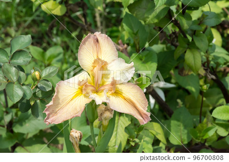 Blooming iris flower 96700808