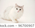 Siberian cat 96700907