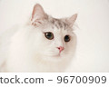 Siberian cat 96700909