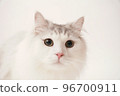 Siberian cat 96700911