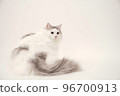 siberian cat 96700913