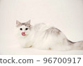 Siberian cat 96700917