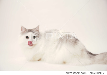 西伯利亞貓 96700917