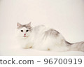 Siberian cat 96700919