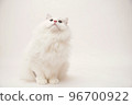 Siberian cat 96700922