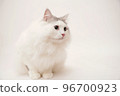 Siberian cat 96700923