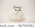 Siberian cat 96700982