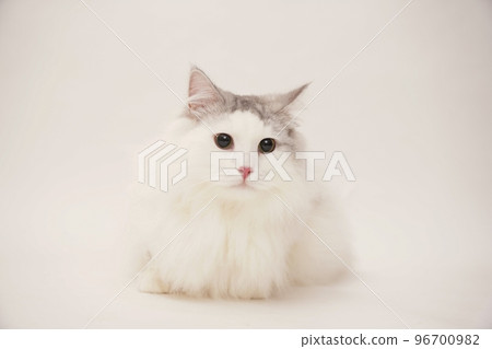 西伯利亞貓 96700982