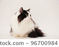 Munchkin cat 96700984