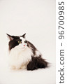 Munchkin cat 96700985