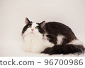 Munchkin cat 96700986