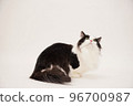 Munchkin cat 96700987