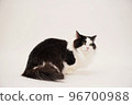 Munchkin cat 96700988