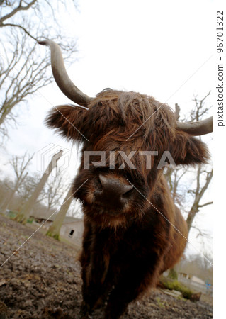 Standing buffalo on green dirty grass in park for cattle Standing buffalo on green dirty grass in park for cattle 96701322