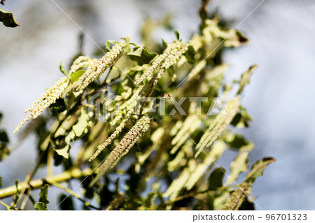 flowering of new tree branch from leaves flowering of new tree branch from leaves 96701323
