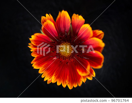Delicate flower on black background. Flat lay, top view. Delicate flower on black background. Flat lay, top view. 96701764