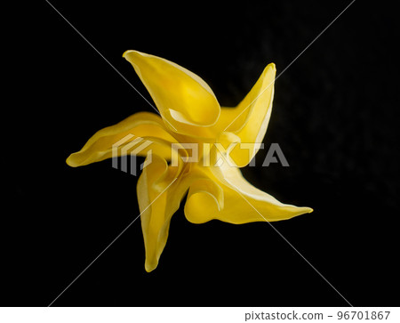 Beautiful flower on black background. Macro photo. 96701867