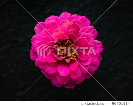One flower on a black background. On a dark background. One flower on a black background. On a dark background. 96701914