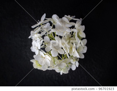 Top view of a flower on black background. View above. 96701923