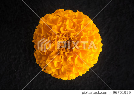 One flower on a black background. Decorative flowers. One flower on a black background. Decorative flowers. 96701939