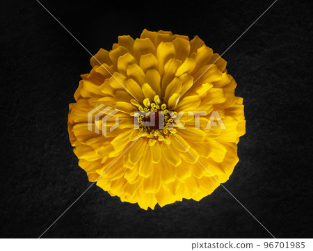 Delicate flower on black background. Studio shot. Delicate flower on black background. Studio shot. 96701985