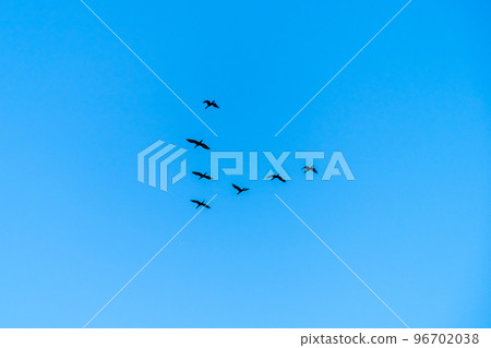 flock of birds in the shape of a letter V in the air in the sky flock of birds in the shape of a letter V in the air in the sky 96702038