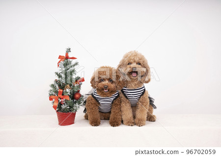 Christmas tree and two toy poodles sitting Christmas tree and two toy poodles sitting 96702059
