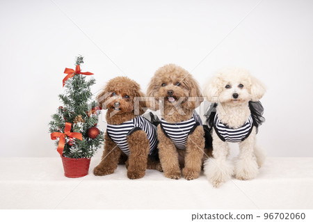 Three toy poodles sitting with a Christmas tree Three toy poodles sitting with a Christmas tree 96702060