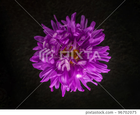 Studio shot of flower on a black background. For design. Nature. 96702075