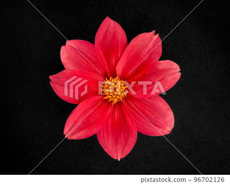 Studio shot of flower on a black background. Macro shoot. 96702126
