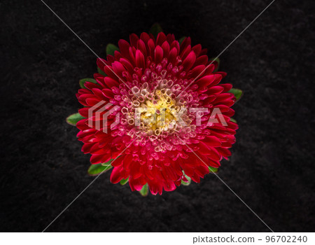Top view of a flower on black background. Bright and beautiful flower. Top view of a flower on black background. Bright and beautiful flower. 96702240