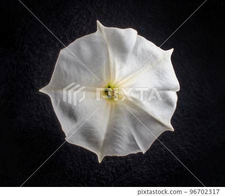 Top view of a flower on black background. For design. Nature. 96702317